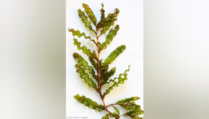 Green aquatic plant with wavy leaves on a single stem.