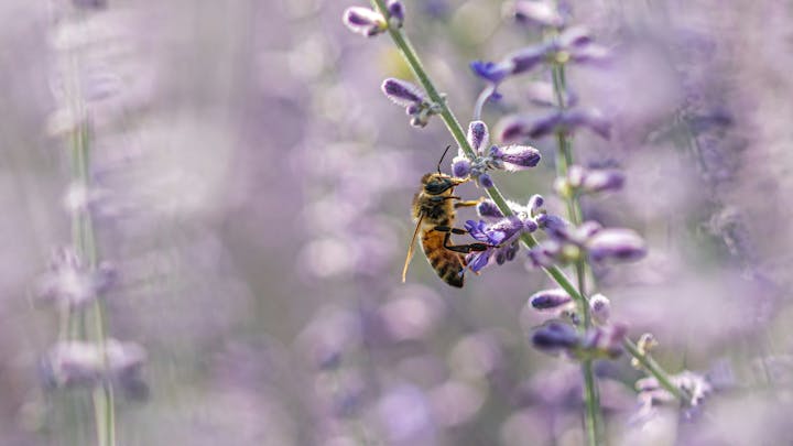 A bee on a lavender plant with soft, blurred purple background.