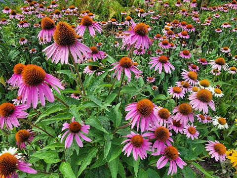 A field of coneflowers with pink petals and orange centers in full bloom.