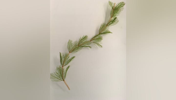 A thin branch with green, feathery leaves on a white background.