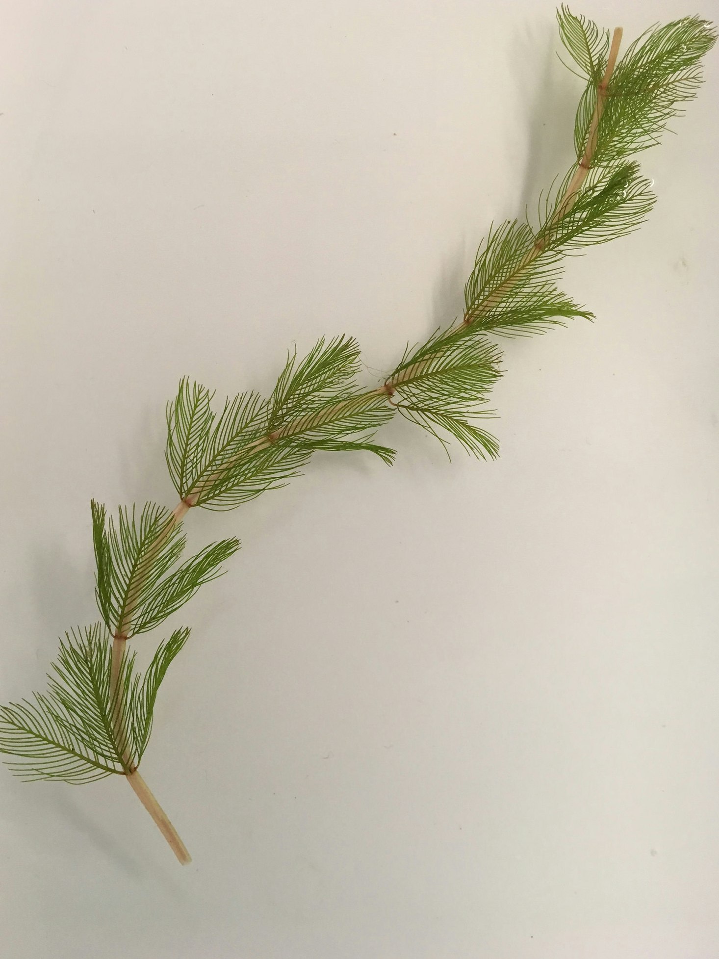 A thin branch with green, feathery leaves on a white background.