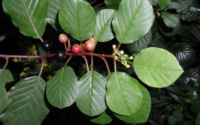 A branch with green leaves, clusters of small red and black berries, and a few small white flowers.