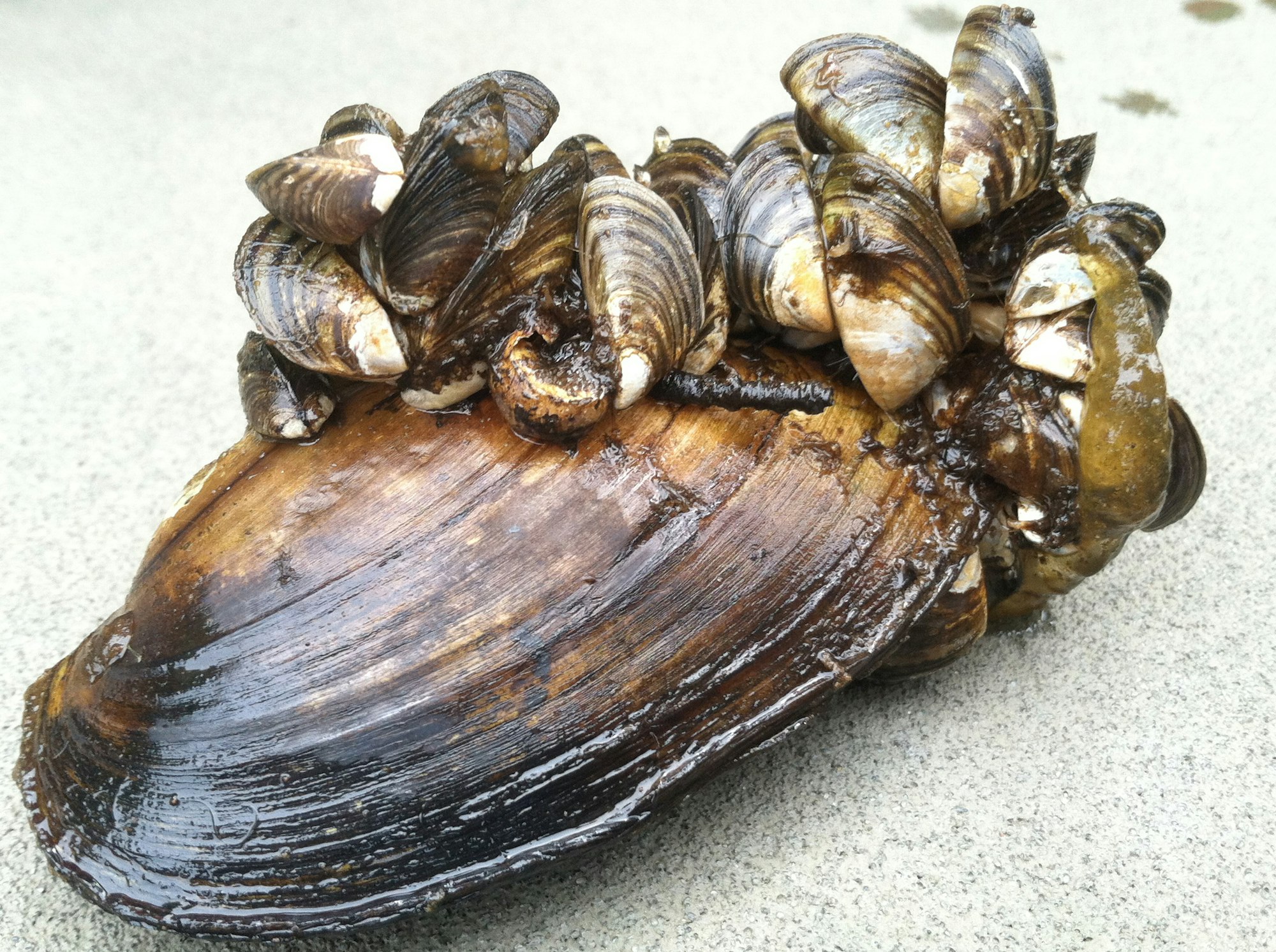 A mussel with numerous zebra mussels attached to its shell.