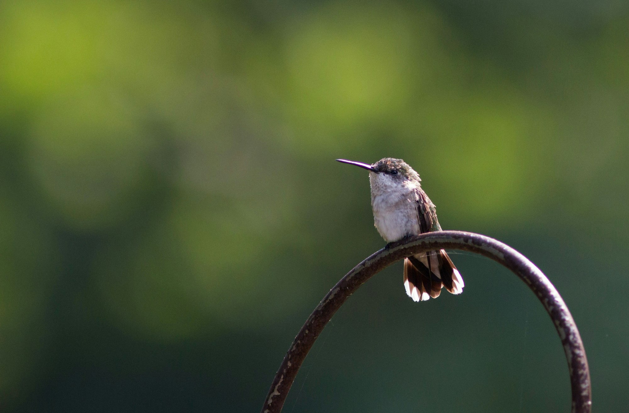A hummingbird perched on a curved metal rod with a blurred green background.