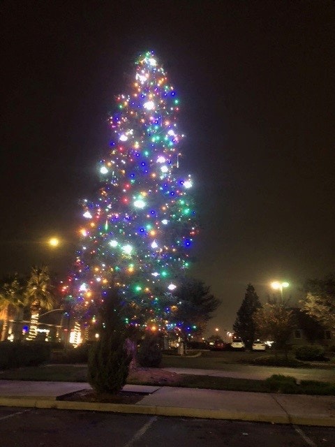A tall outdoor Christmas tree adorned with colorful lights at night.