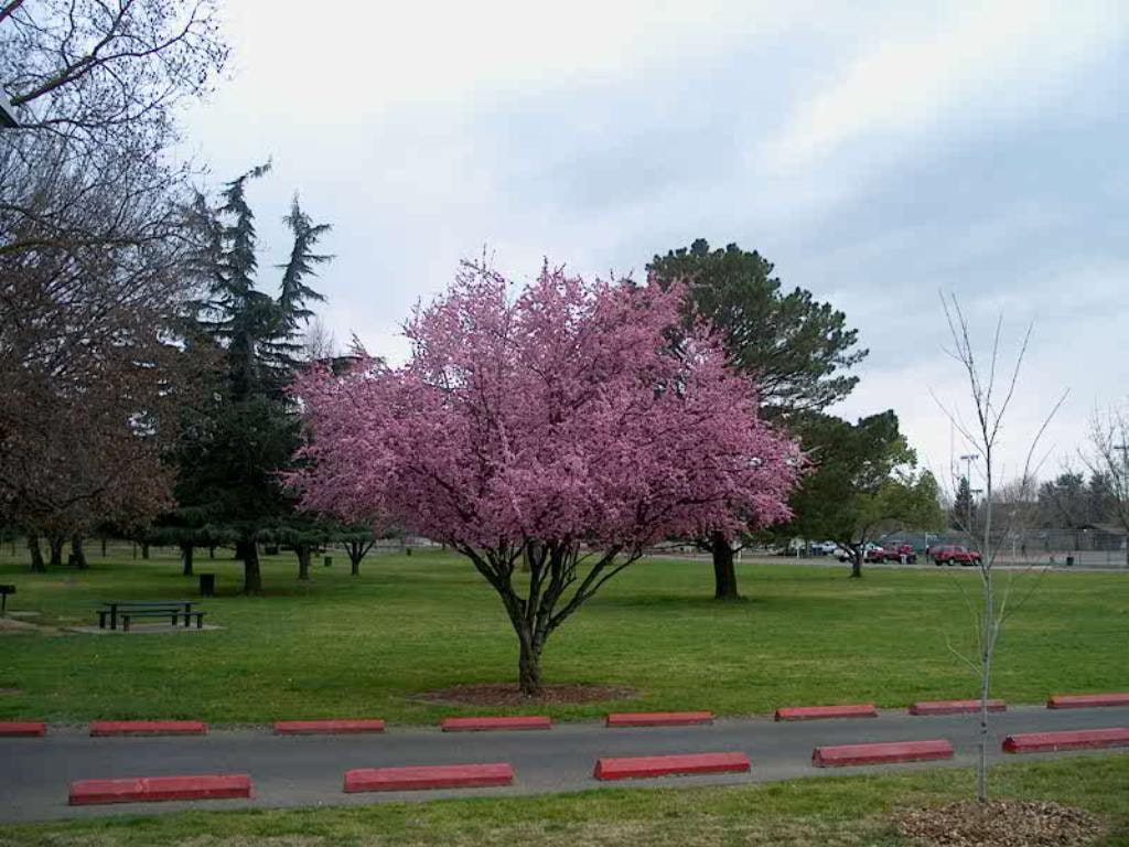 May contain: plant, grass, furniture, bench, flower, blossom, and tree