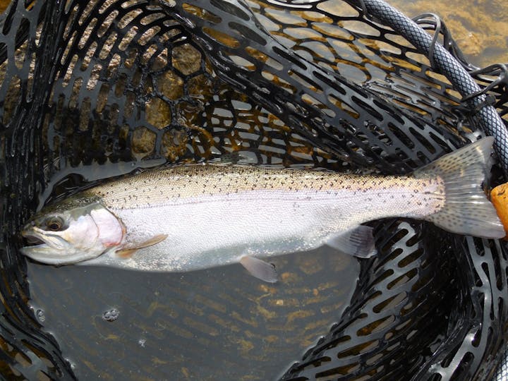 May contain: coho, fish, and animal