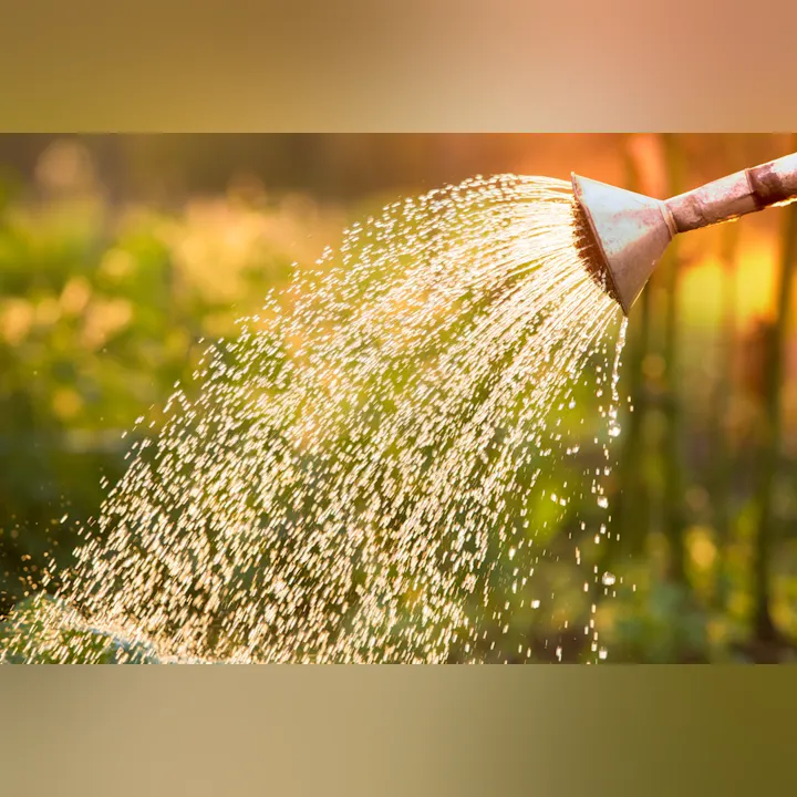 A watering can pouring sparkling water over vibrant green plants, bathed in soft, warm light.