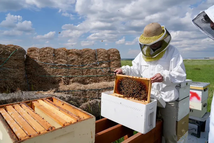 Beekeeper in protective gear examining a bee hive frame outdoors with hay bales nearby.