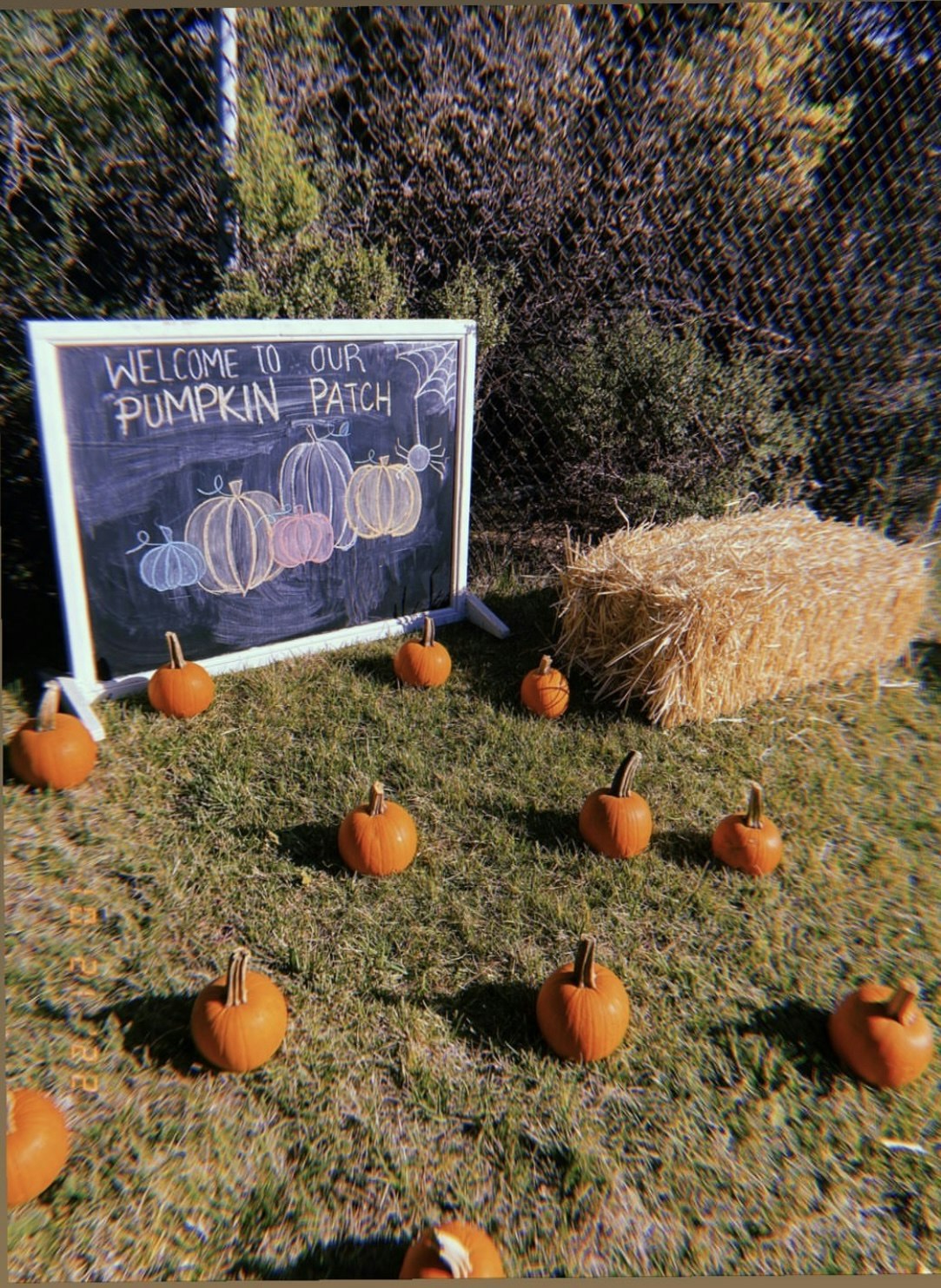 May contain: pumpkin, food, vegetable, and plant
