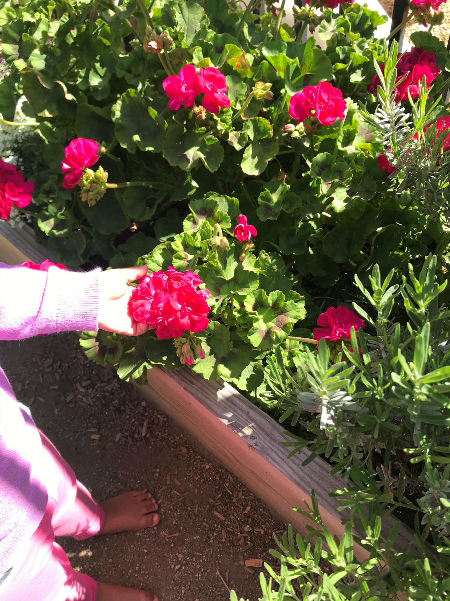 May contain: geranium, plant, flower, blossom, person, and human