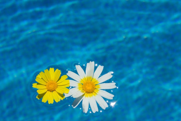 May contain: daisy, daisies, plant, flower, and blossom