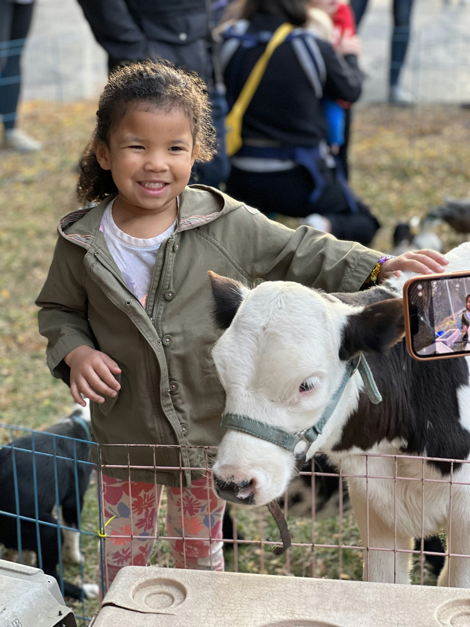 May contain: person, human, cow, animal, cattle, and mammal