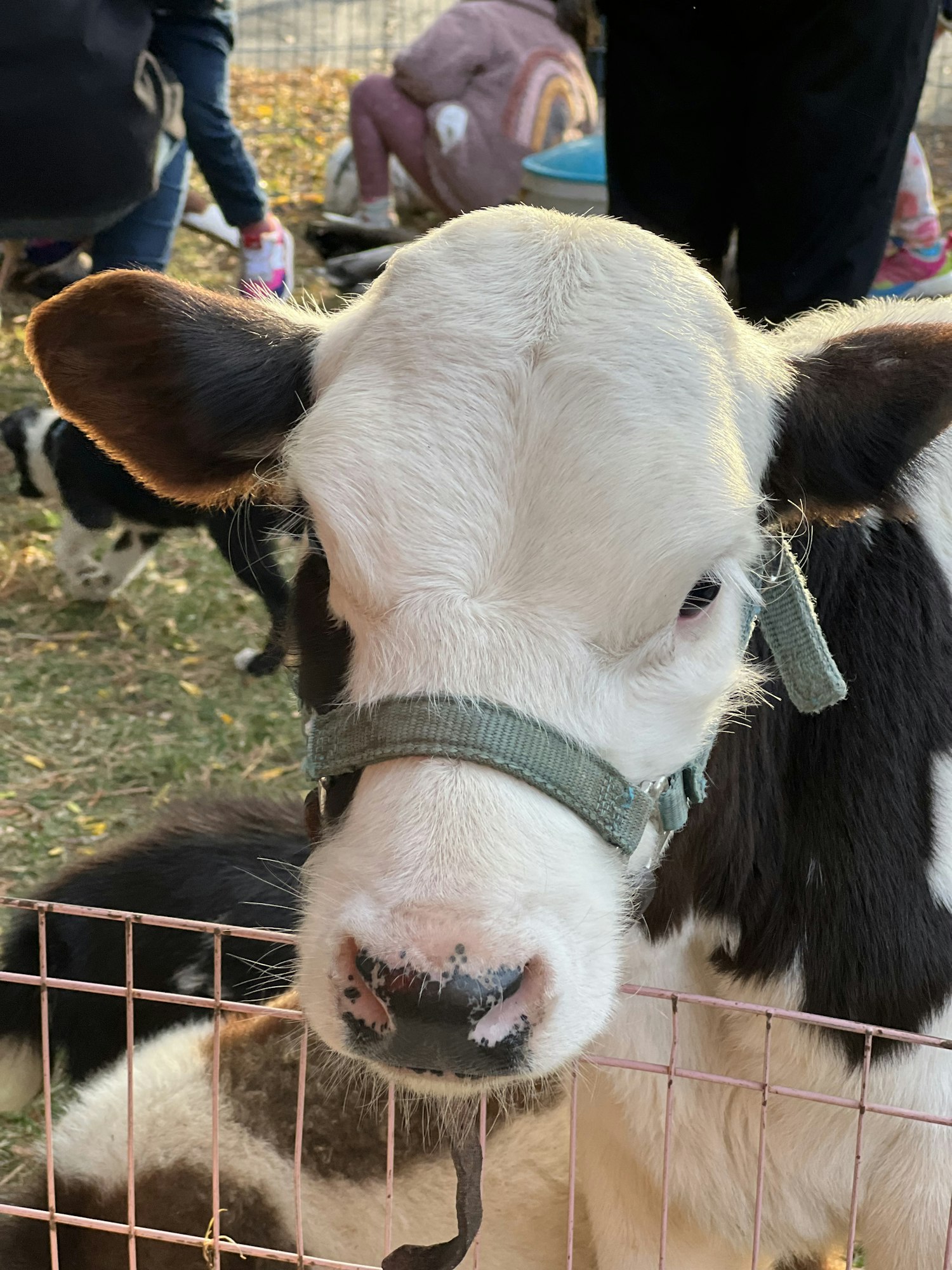 May contain: person, human, cattle, animal, and mammal