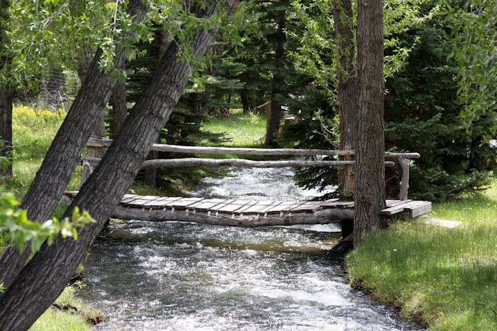 May contain: plant, tree, creek, nature, outdoors, stream, water, tree trunk, vegetation, fir, waterfront, boardwalk, bridge, and scenery