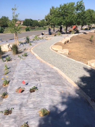 A garden pathway under construction with fabric liner, gravel, and newly planted shrubs, while people work in the background.
