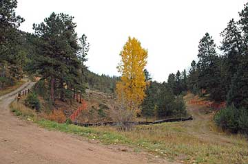 Photo of a dirt road in a forest
