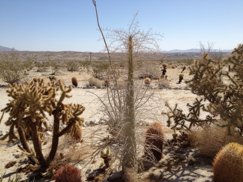 Desert landscape with various cacti and arid terrain under a clear sky.