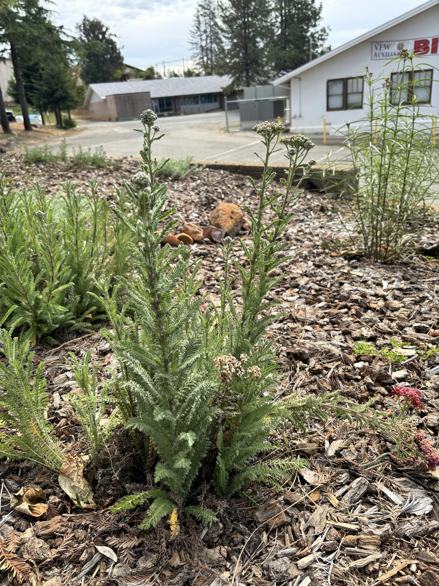 The image shows a garden area with various plants and greenery, surrounded by mulch and rocks, near a building.