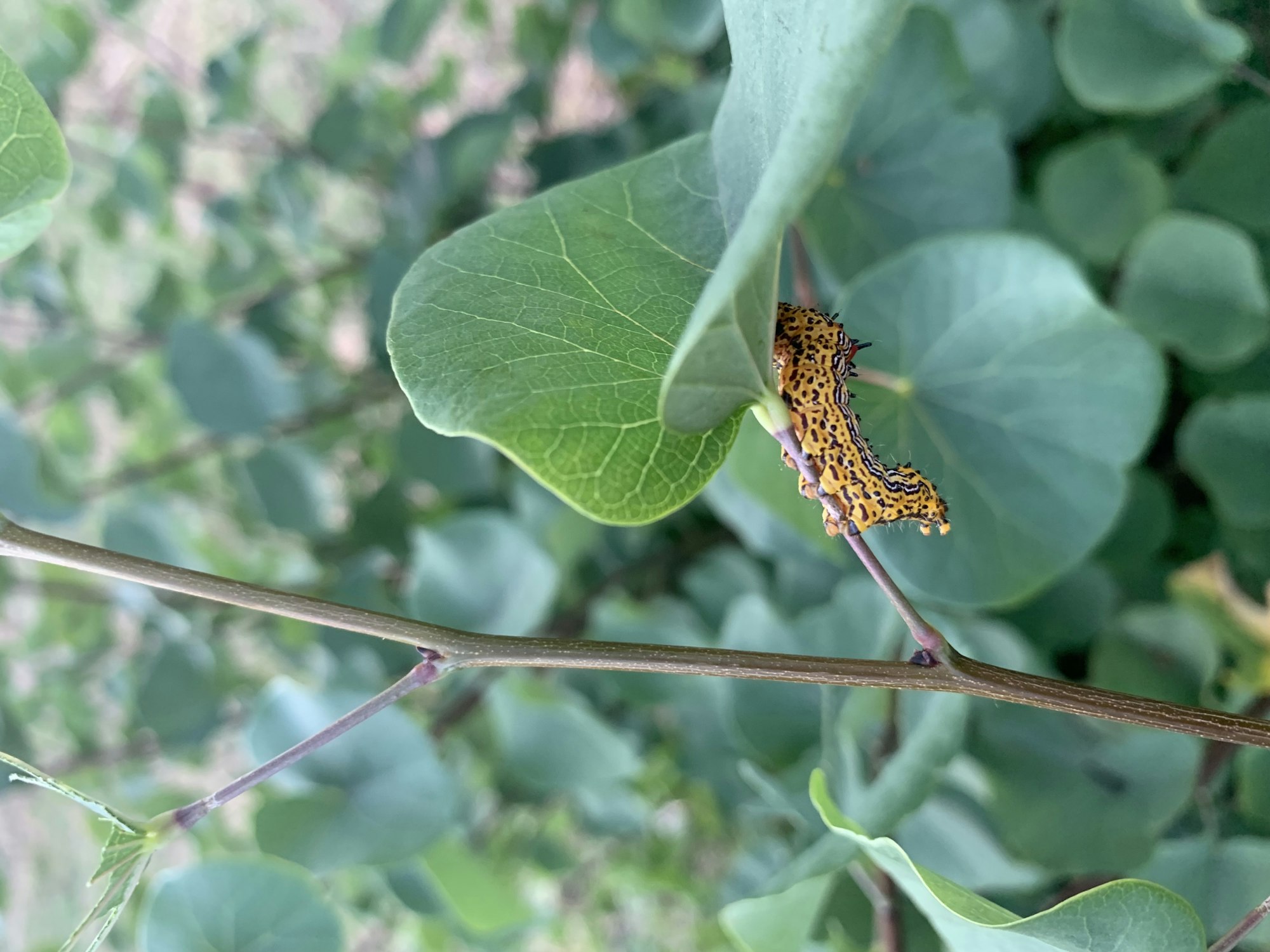 A colorful caterpillar rests under a green leaf on a plant stem.