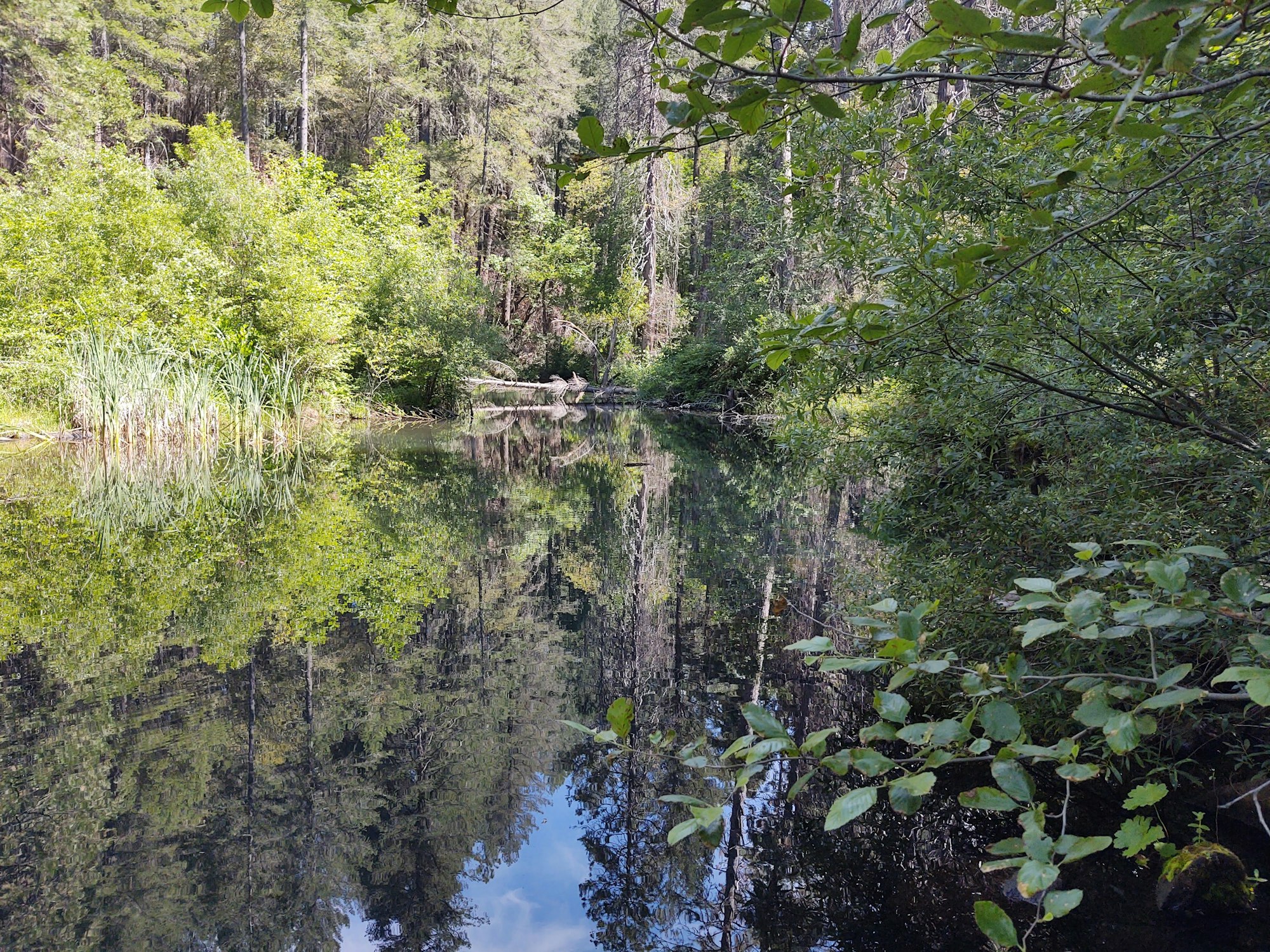 May contain: land, nature, outdoors, water, swamp, marsh, bog, tree, plant, vegetation, and pond