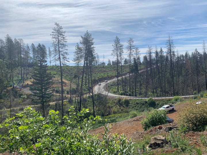 May contain: fir, abies, tree, plant, road, conifer, and slope