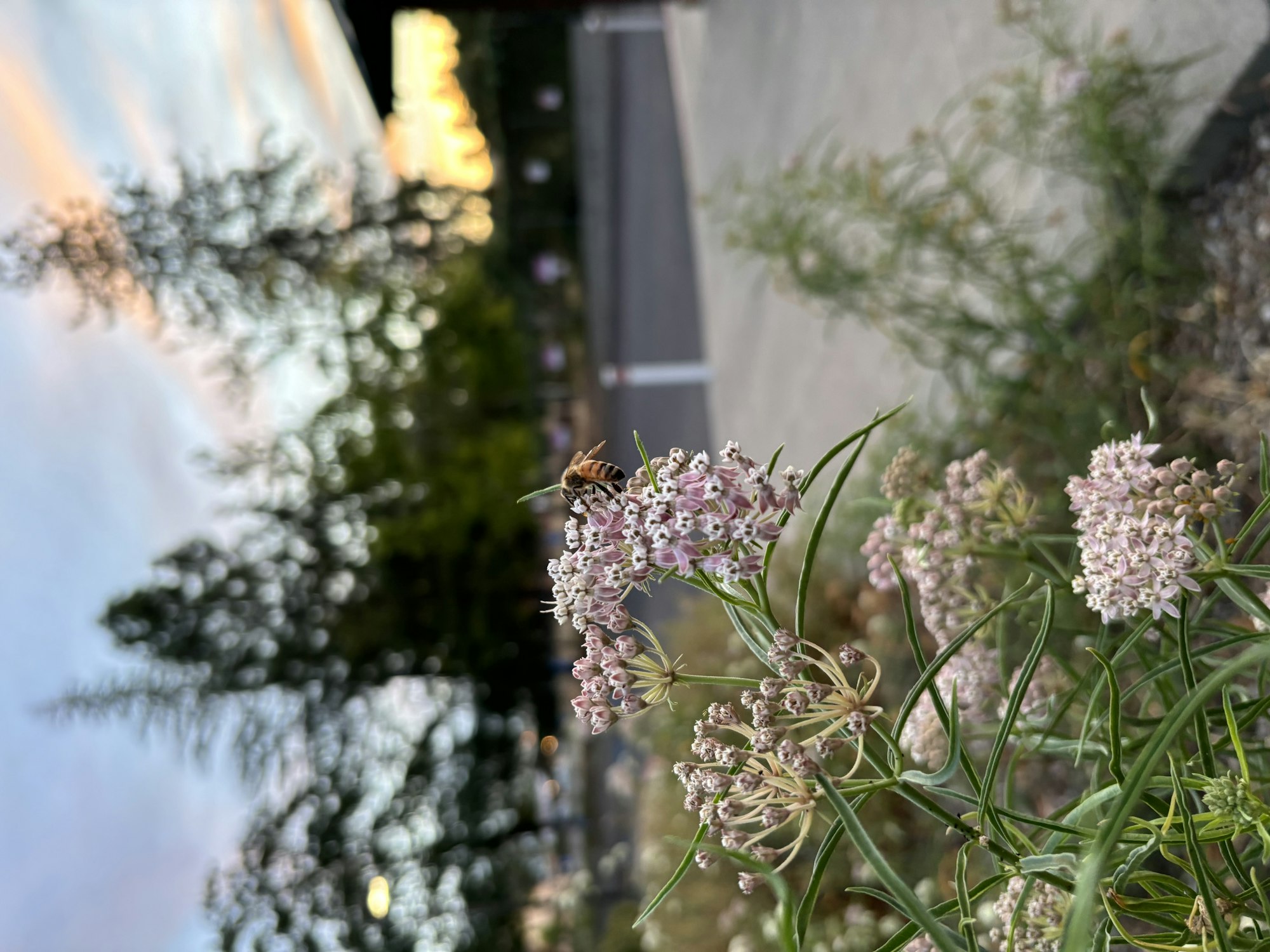 A bee on a pink flower with a blurred background of trees and sky.