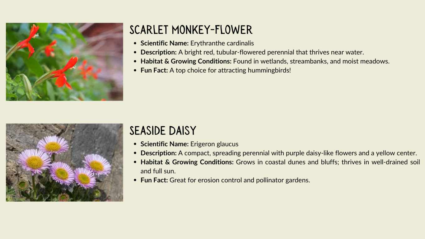 Scarlet Monkey-Flower and Seaside Daisy info: scientific names, descriptions, habitats, and fun facts about attracting wildlife.