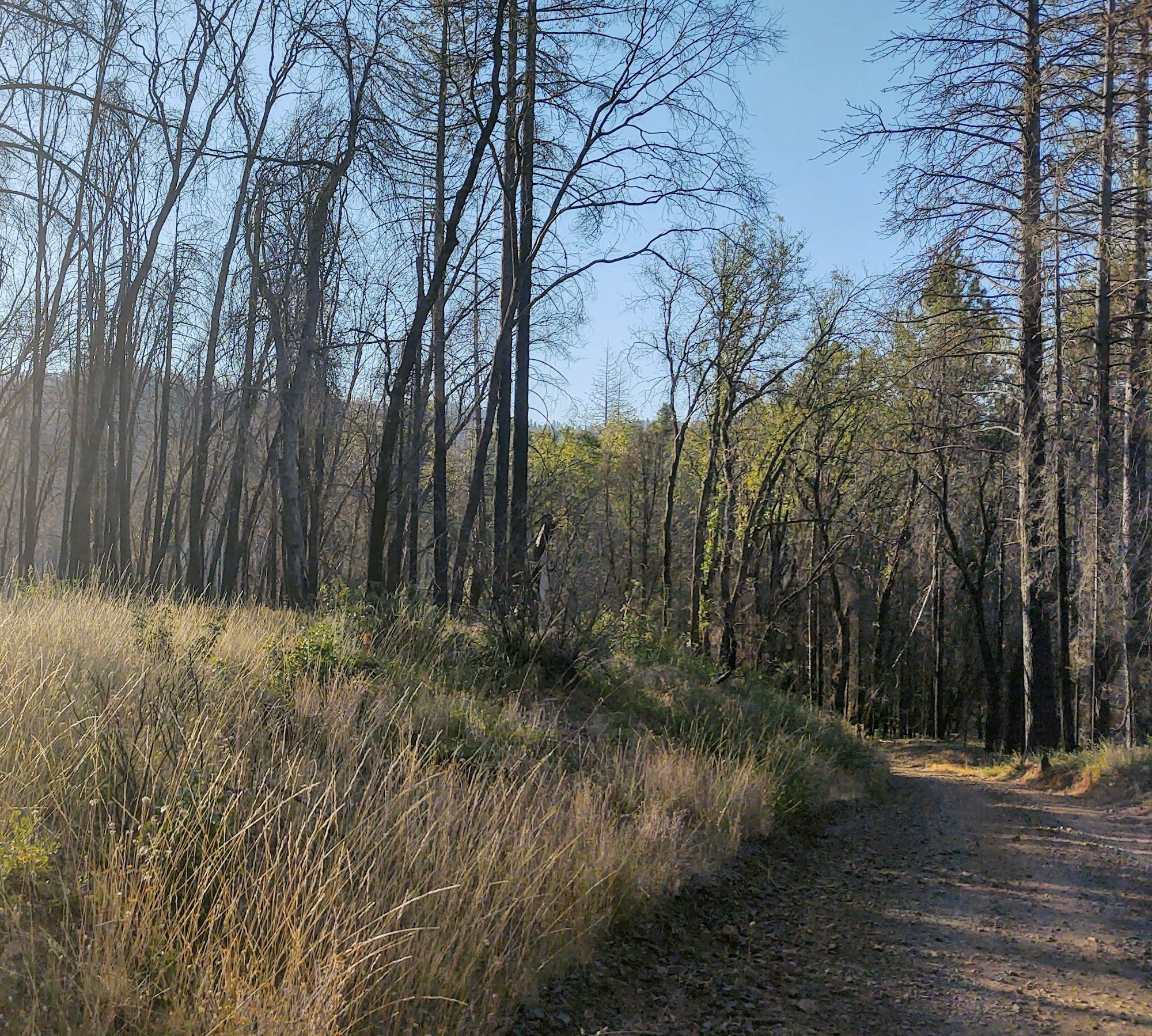 May contain: ground, gravel, dirt road, road, tree, and plant