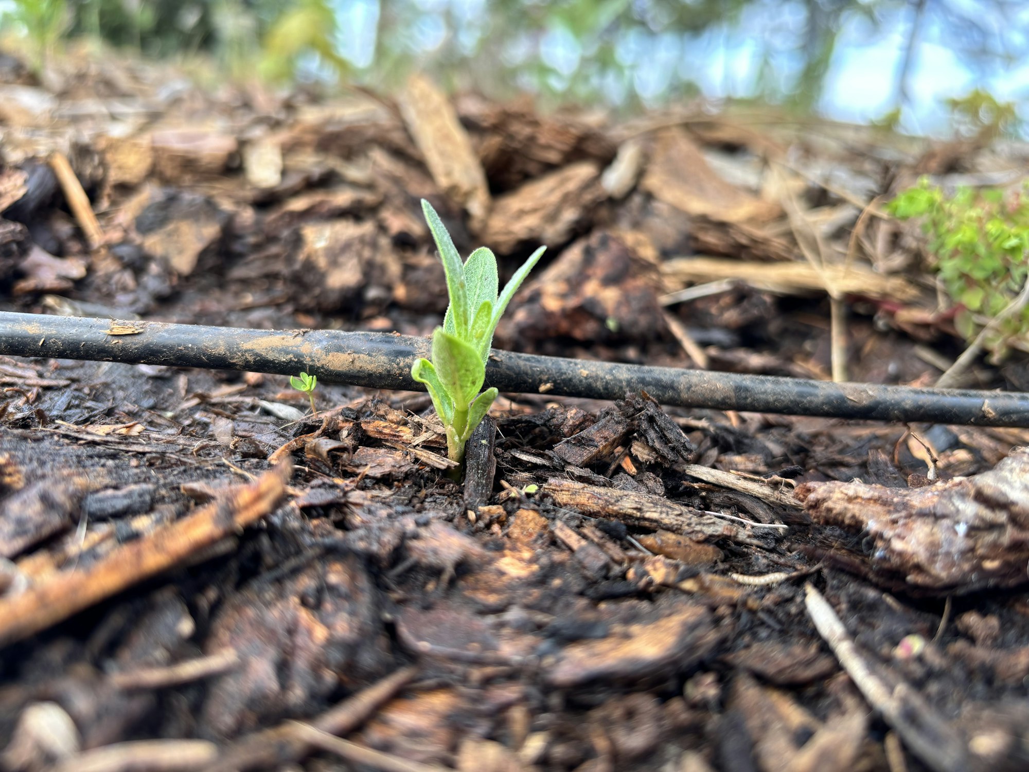 A small green sprout is emerging from soil with mulch and a black irrigation line in the foreground.