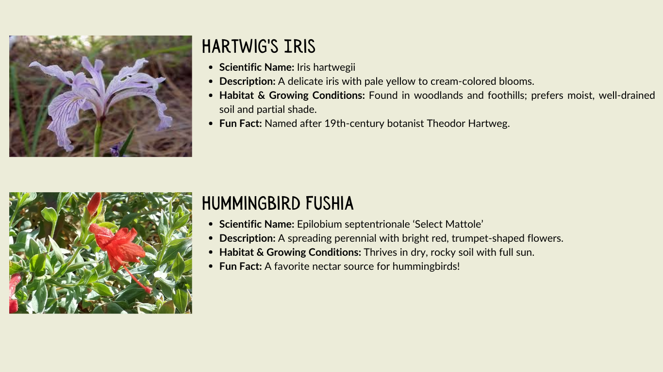 Images and info of Hartwig's Iris and Hummingbird Fuchsia, detailing scientific names, descriptions, habitats, and fun facts.