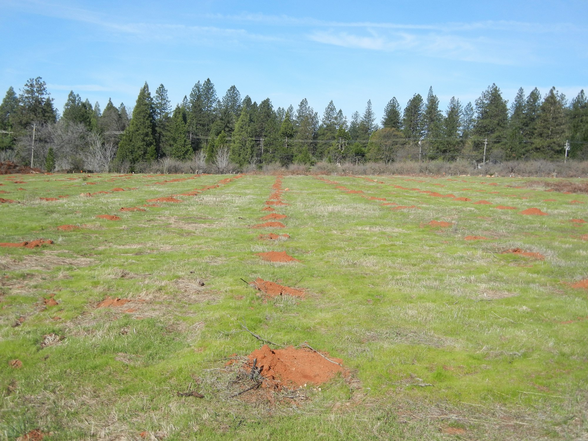 May contain: plant, tree, fir, abies, ground, field, grass, grassland, outdoors, and conifer