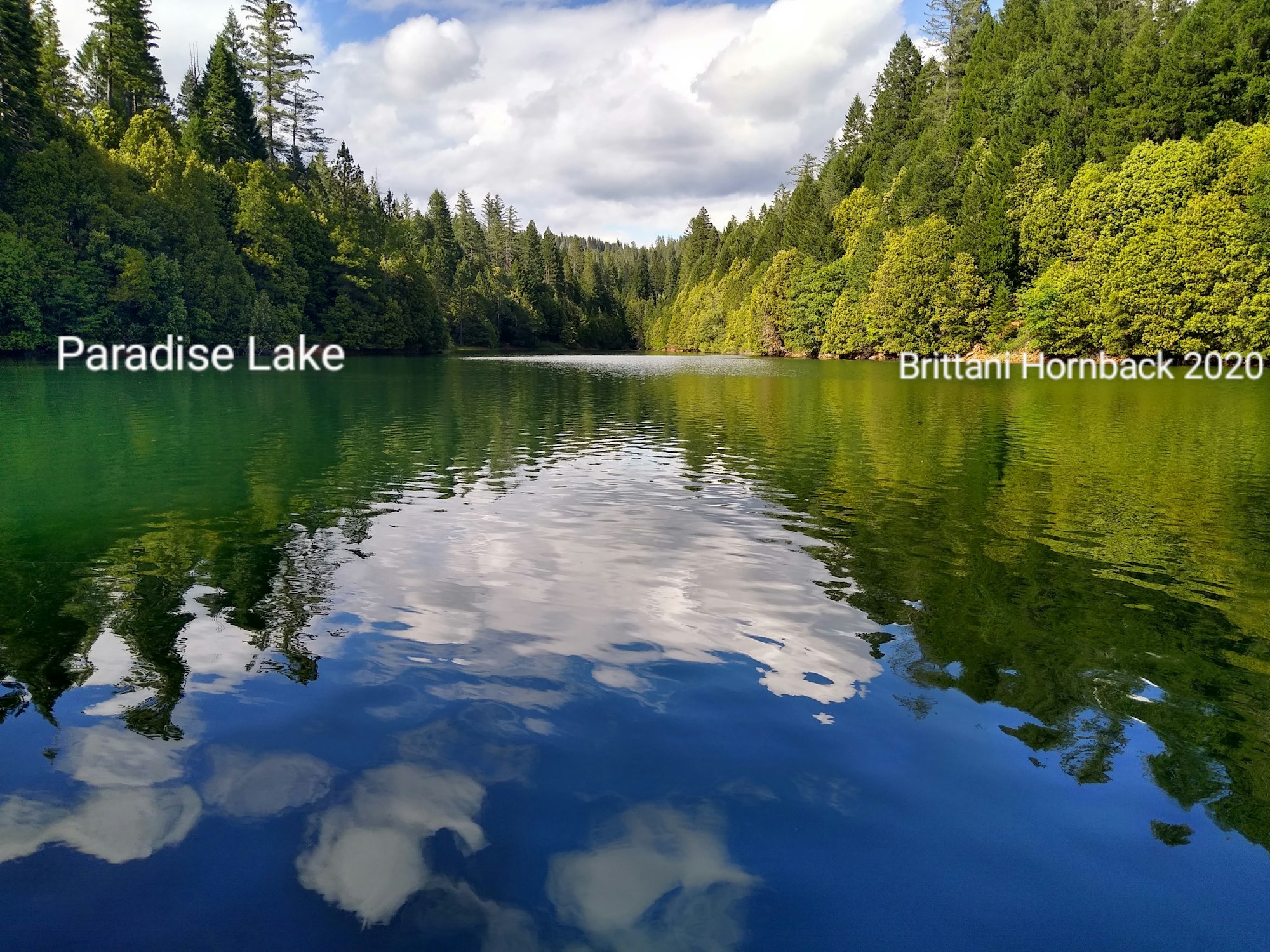 May contain: plant, tree, abies, fir, water, nature, outdoors, and conifer