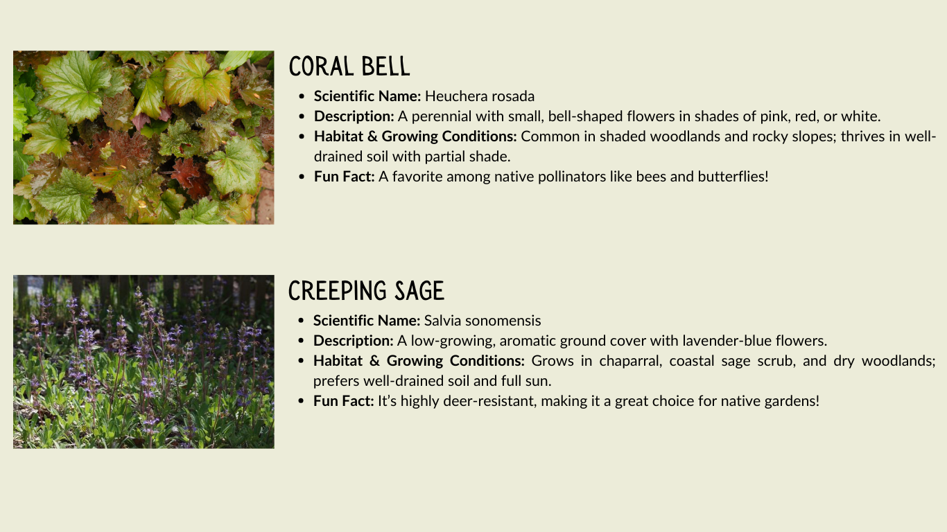 Coral Bell and Creeping Sage plant descriptions with images; includes scientific names, habitat, and fun facts.