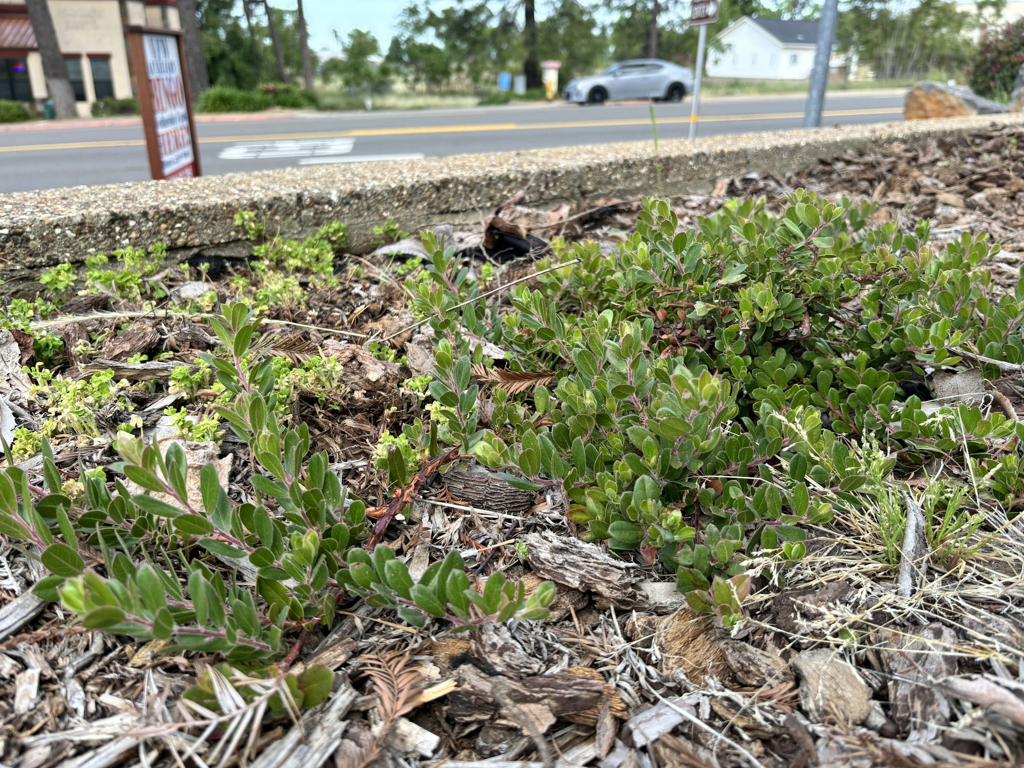 The image shows green plants growing amidst mulch near a roadside, with a blurred background featuring a building and trees.