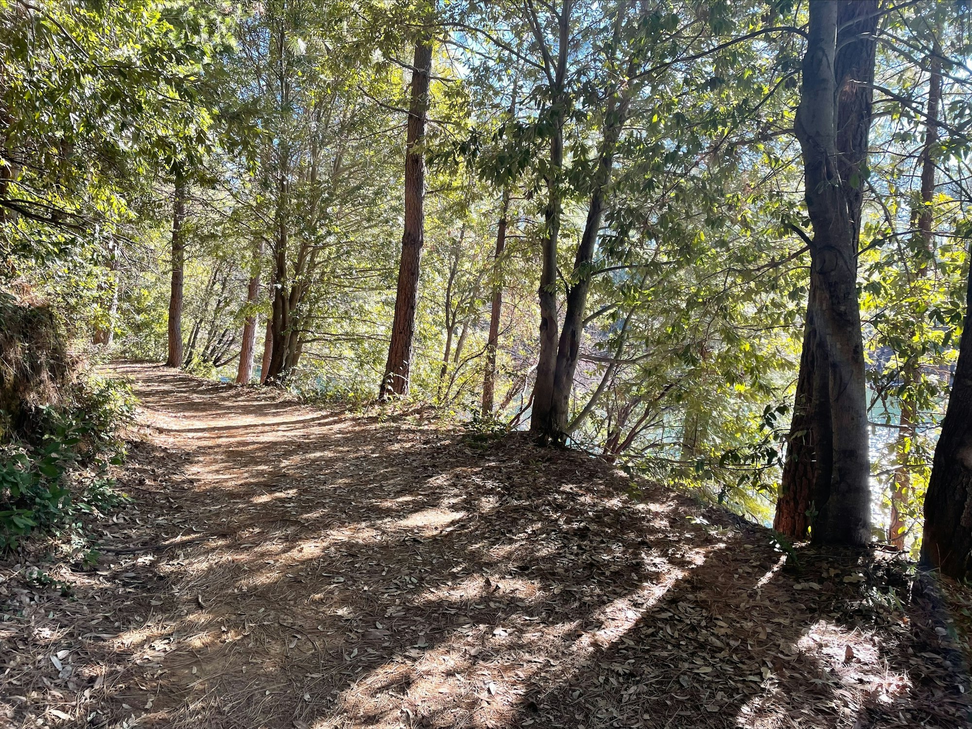 May contain: ground, tree, plant, trail, and path