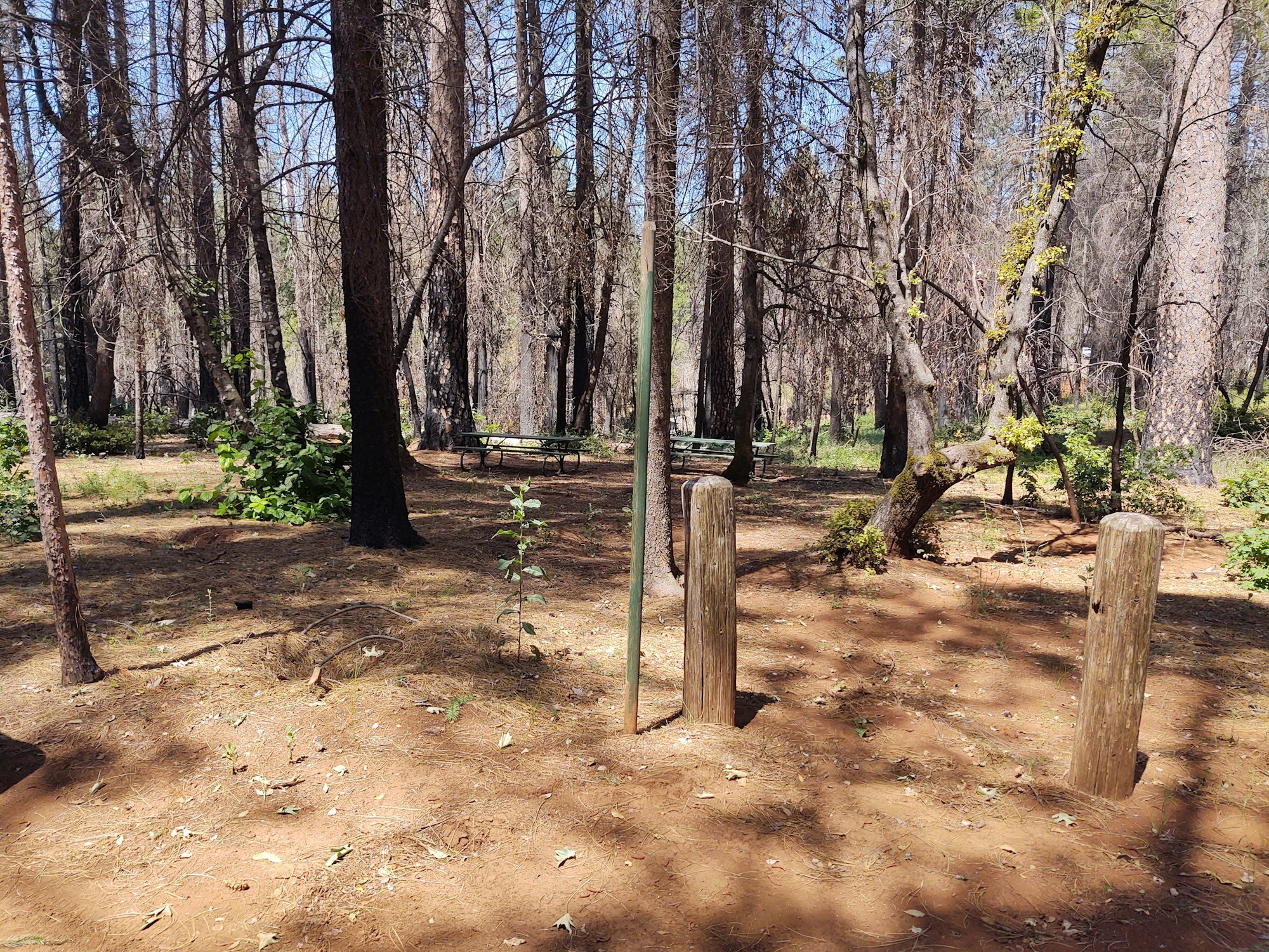 May contain: ground, tree, plant, tree trunk, woodland, nature, outdoors, land, vegetation, and forest