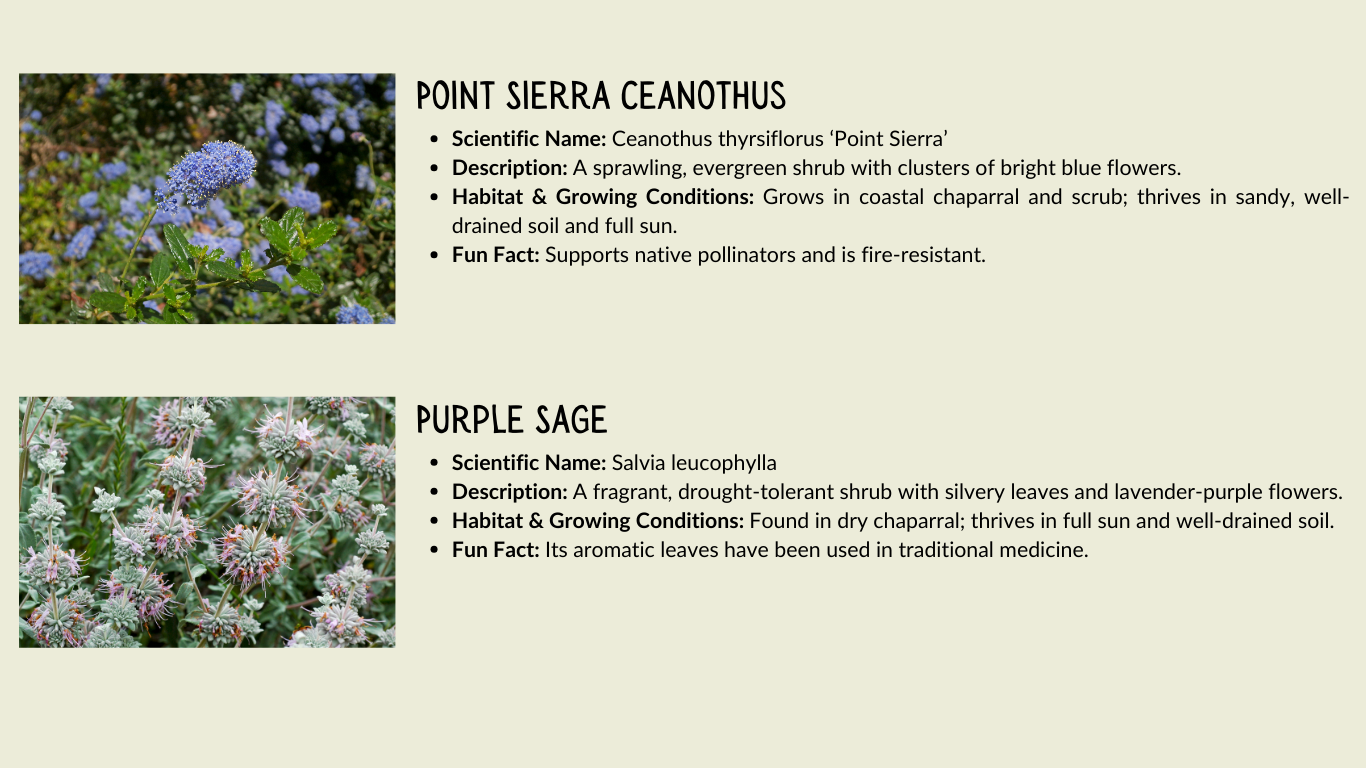 Two plant profiles with images: Point Sierra Ceanothus and Purple Sage, including descriptions, habitats, and fun facts.