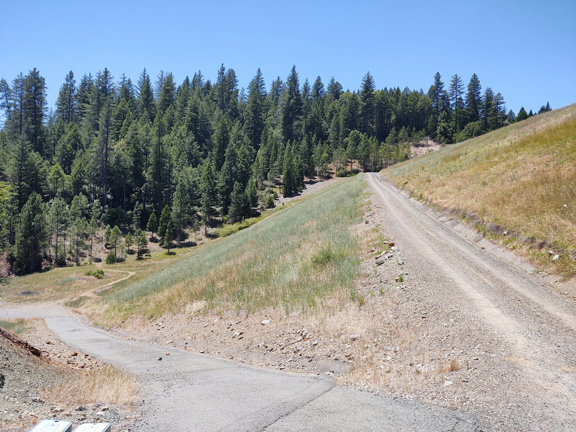 May contain: fir, abies, tree, plant, gravel, dirt road, road, and conifer