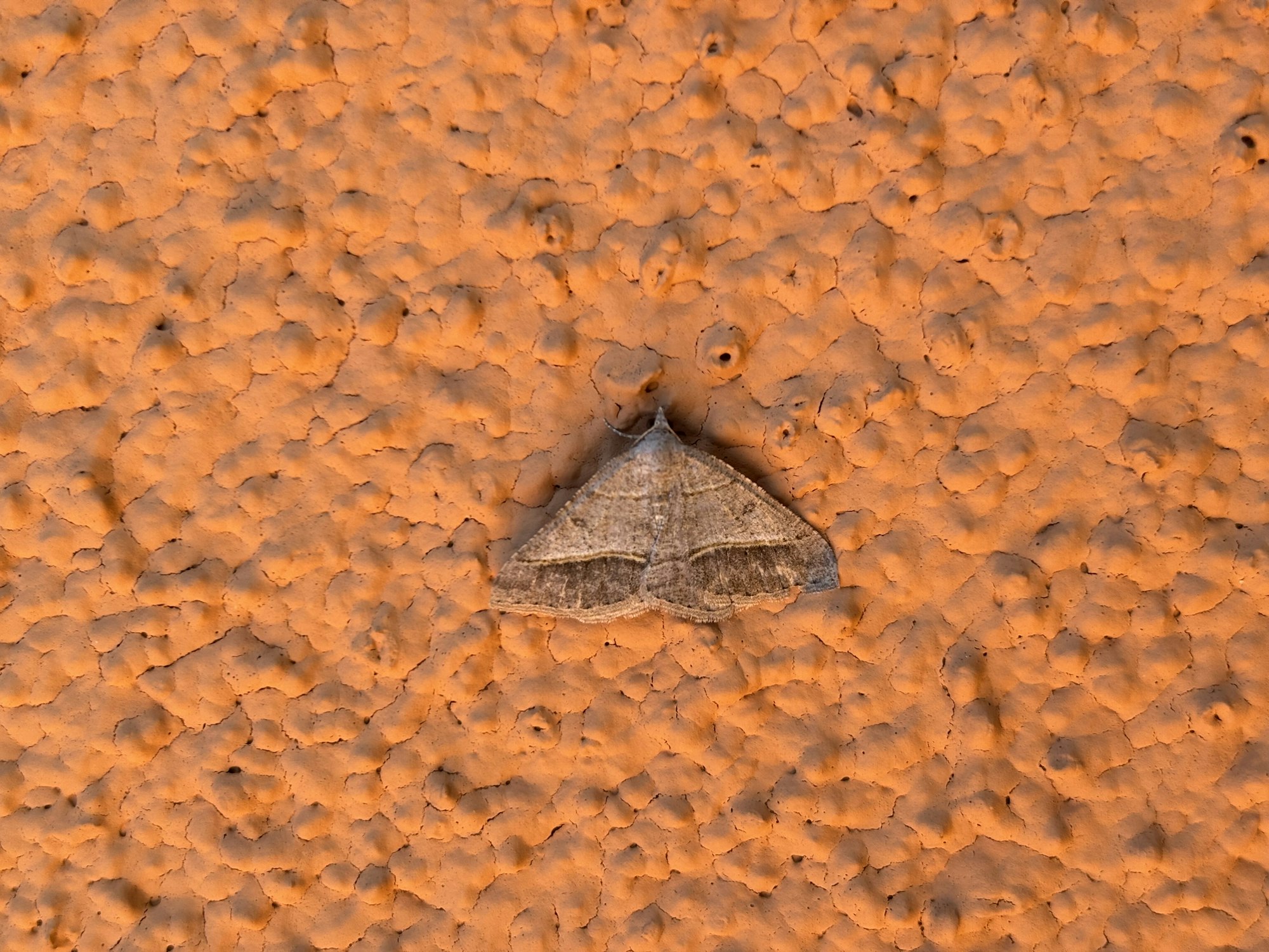 A moth resting on a textured orange surface.