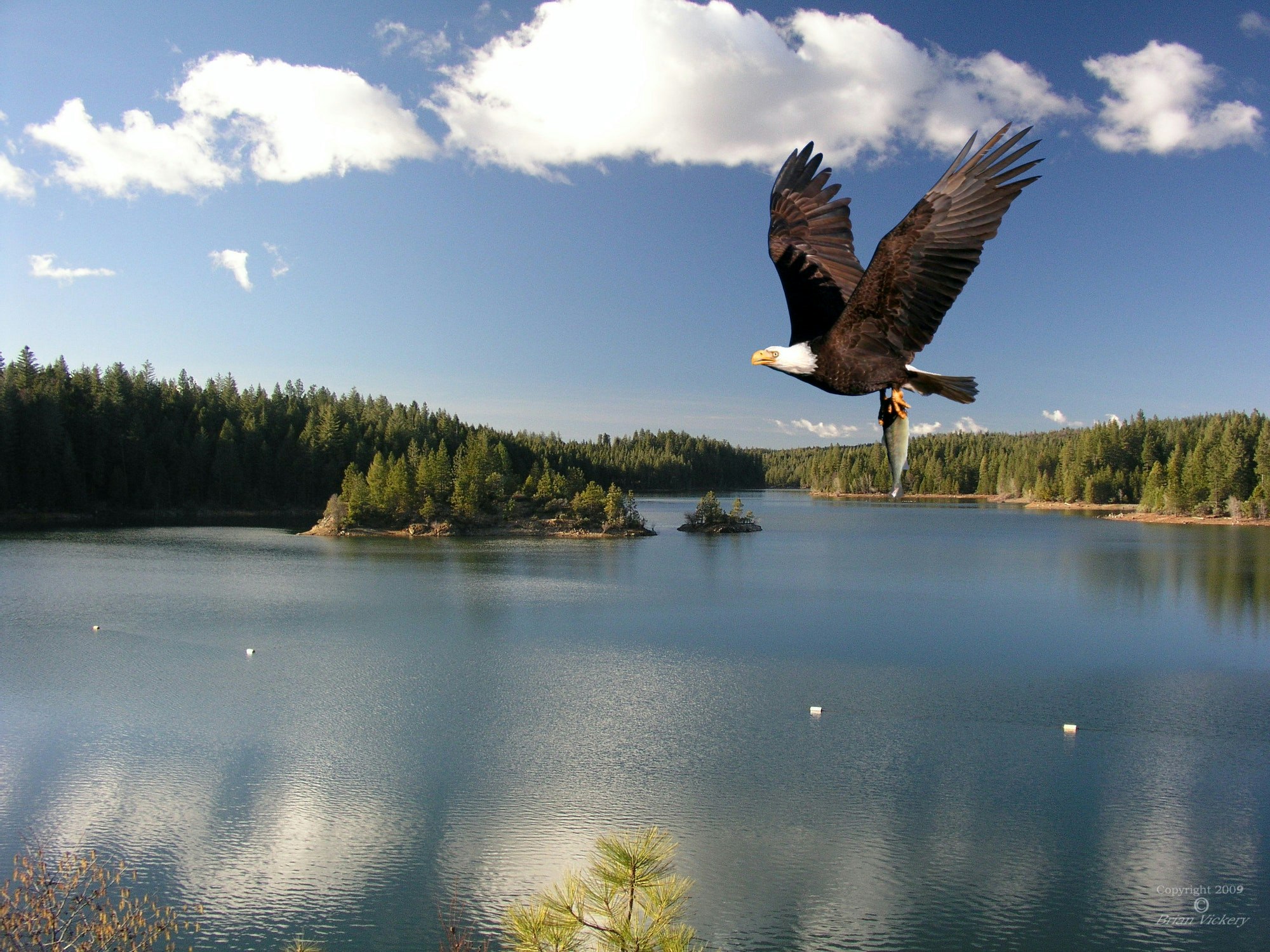 May contain: bird, animal, eagle, and bald eagle