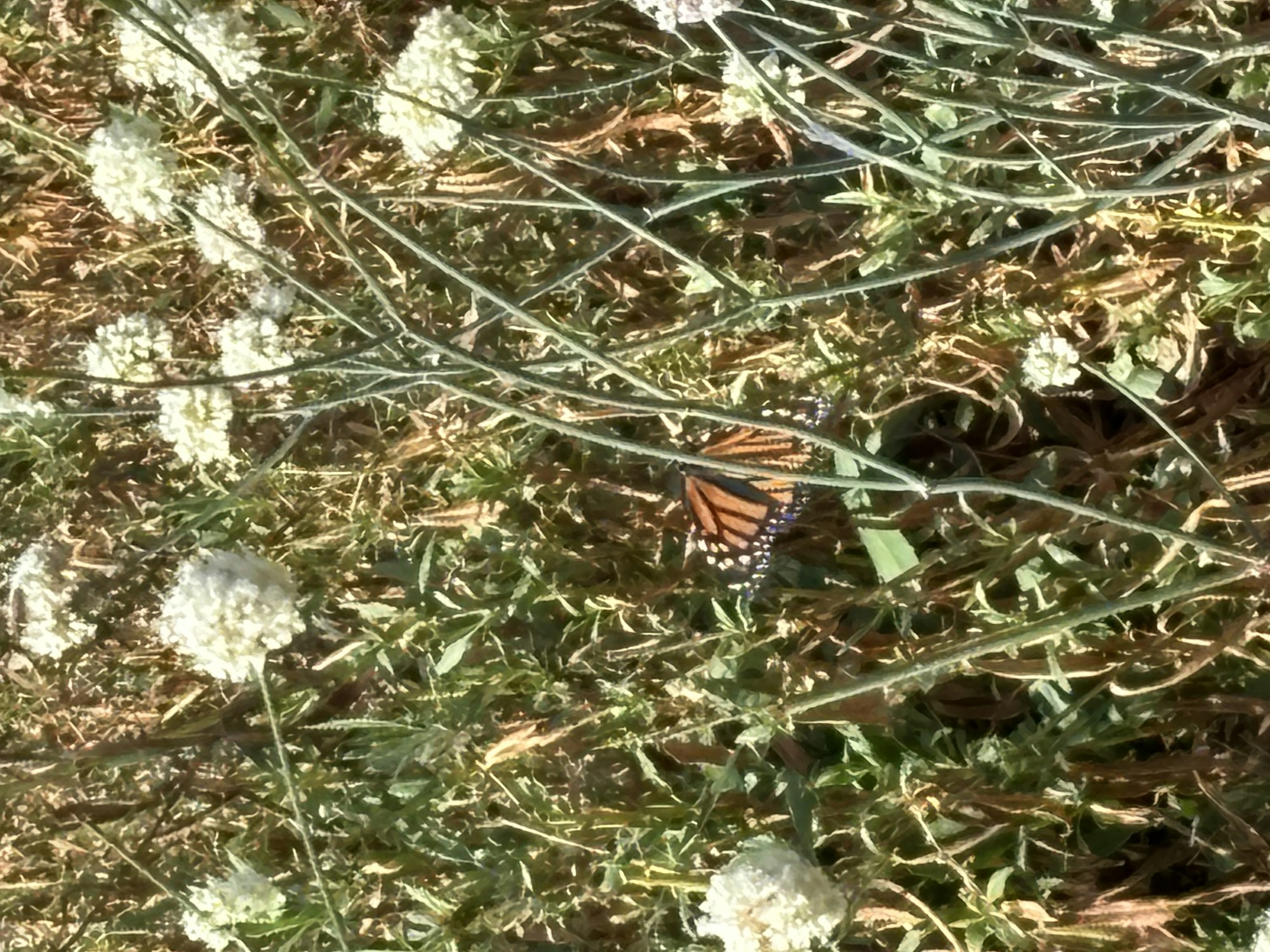 A butterfly with orange and black wings rests among green grass and white flowers.
