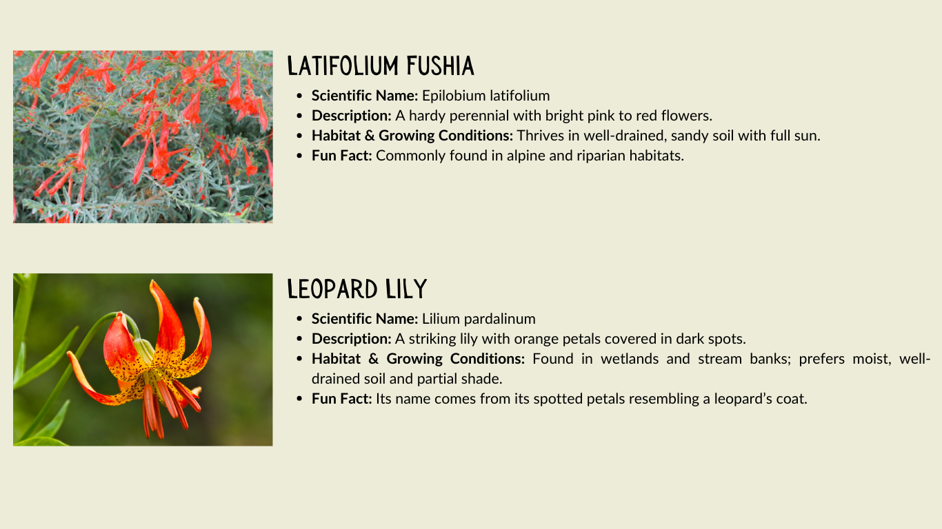 Latifolium Fuchsia and Leopard Lily details, including scientific names, descriptions, habitats, and fun facts.