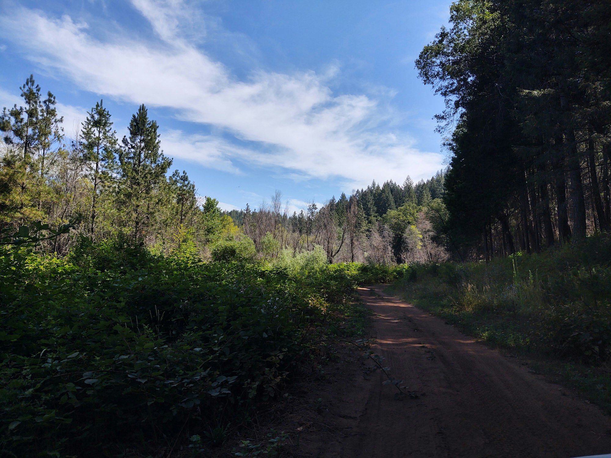 May contain: fir, abies, tree, plant, and road