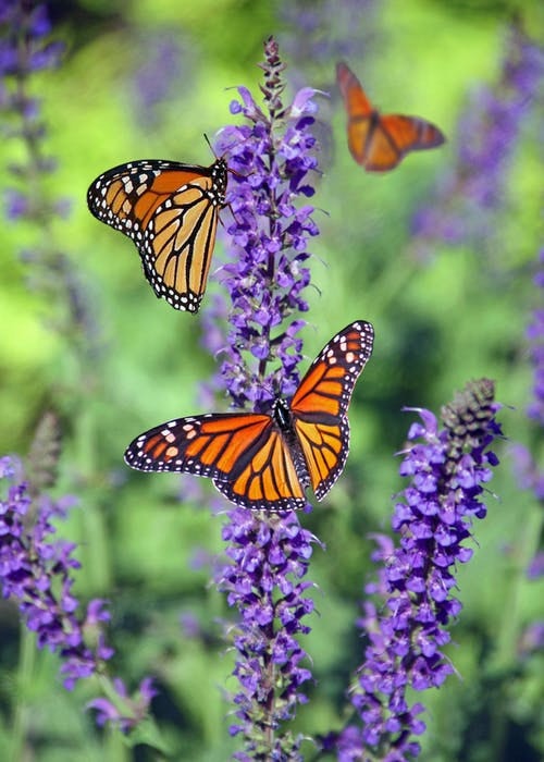 May contain: insect, butterfly, animal, monarch, and invertebrate