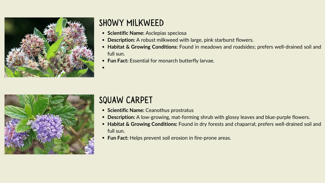 Images and descriptions of Showy Milkweed and Squaw Carpet, detailing their scientific names, habitat, and fun facts.