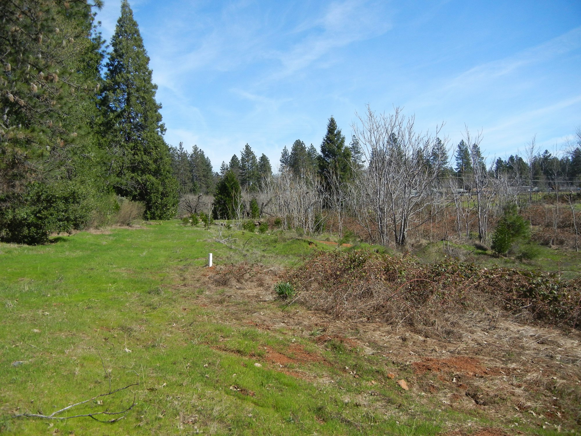 May contain: tree, plant, abies, fir, and ground