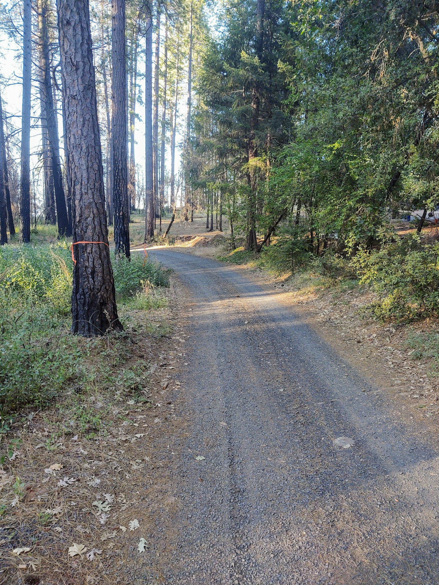 May contain: gravel, dirt road, road, tree, plant, ground, and tree trunk
