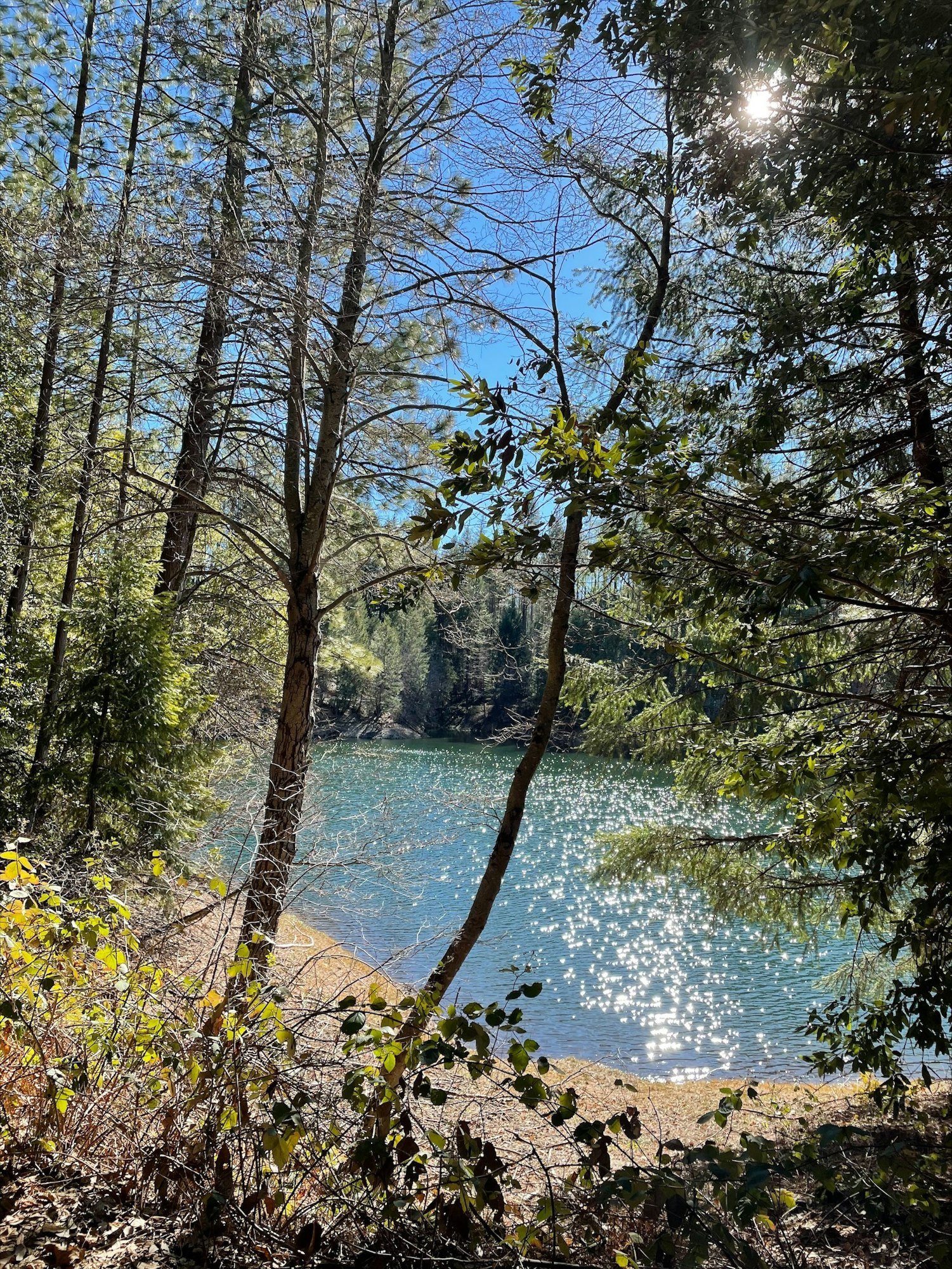 May contain: water, tree, plant, nature, outdoors, land, fir, and abies