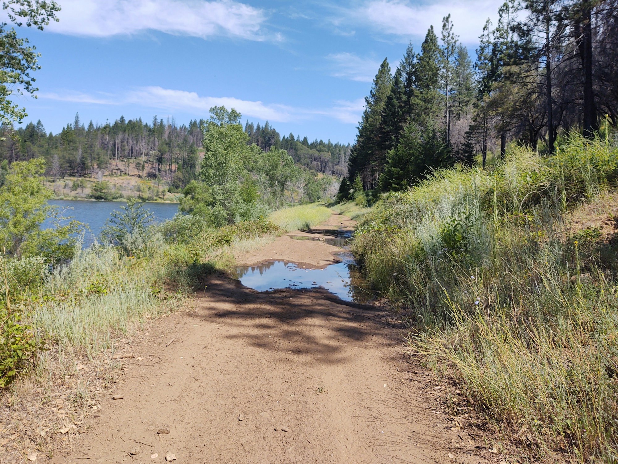 May contain: fir, abies, tree, plant, gravel, dirt road, road, ground, and conifer